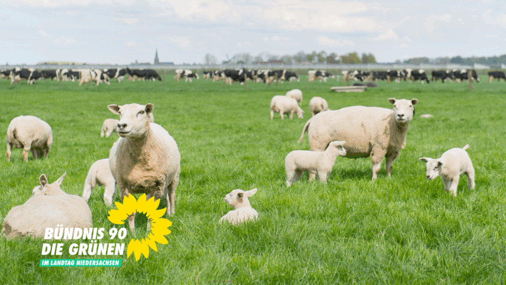 Im Vordergrund Mutterschafe mit ihren Lämmern auf der grünen Wiesen, im Hintergrund eine Herde Milchkühe Schwarz-Bunt